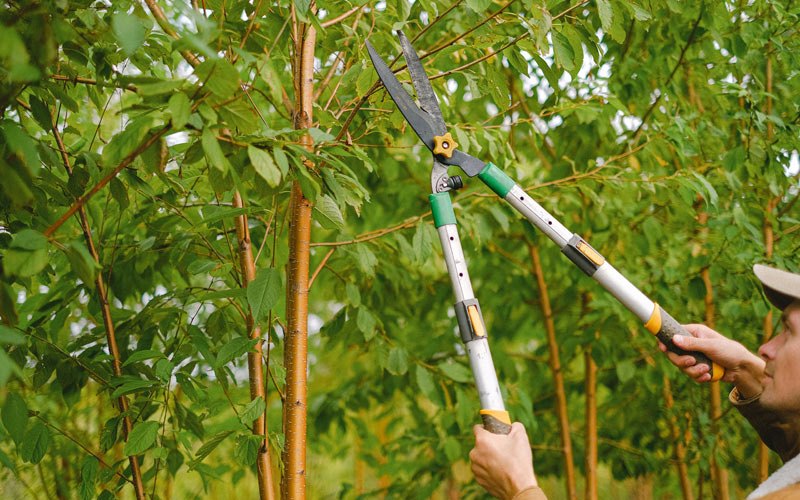 Tree trimming in Menan, ID