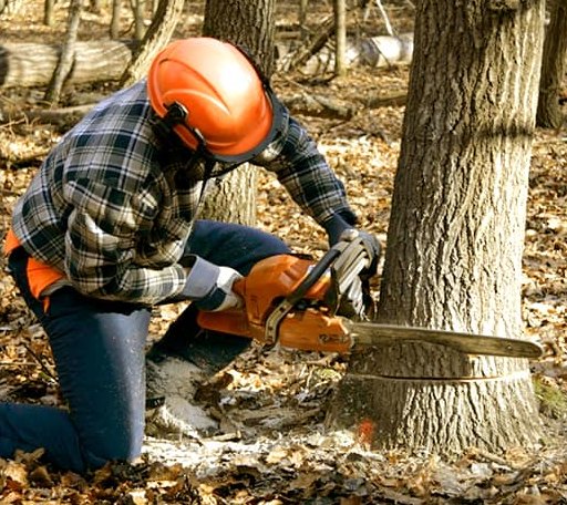 Tree Removal in Menan, ID